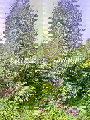 Trục chính Thôn Đại Đồng - Ea Nuôl - 1,1 Ha x Thổ cư 400mv