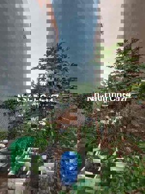 🔥🔥CHỦ GẤP BÁN- 50m ra NGUYỄN ẢNH THỦ- Chỉ 56chiu/m