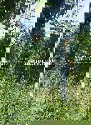 Chính Chủ Cần Bán Gấp _ Giá Tốt _ Vị Trí Đẹp