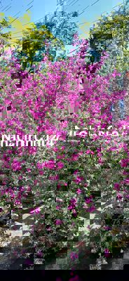 Chính chủ cần bán lô đất đẹp 200m2 xây nhà vườn, nghỉ dưỡng