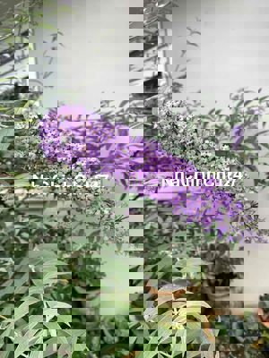 6 phòng trọ + 1 nhà cấp 4 nở hậu 16m giấy tờ chính chủ