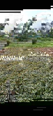 Đất Thổ Cư , Sổ Hồng, Chính Chủ Tại Mỹ Lộc , Cần Giuộc , Long An