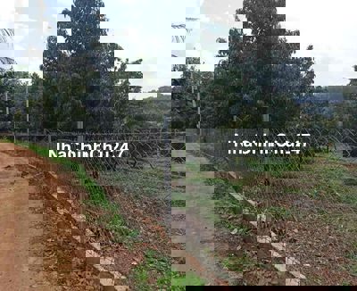 CHÍNH CHỦ BÁN VƯỜN SẦU RIÊNG 2 SÀO GIÁ NGỢP 300TR