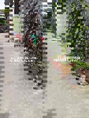 Chủ định cư nên cần bán căn nhà Cấp 4 đang ở