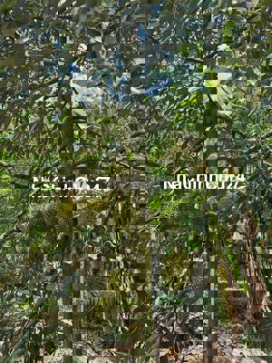 Chính chủ cần bán nhanh vườn sầu riêng mặt tiền đường nhựa