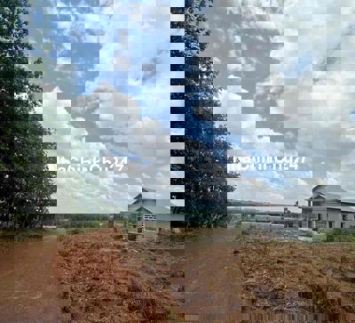 Đất sào chính chủ bán giá gốc tại Tân Tiến, Đồng Phú, Đồng Nai