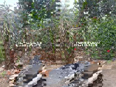 Chủ ngợp cần bán rẻ