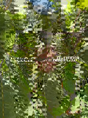 Chủ cần tiền bán gấp 5000m đất vườn tại Đồng Phú - Đồng Nai mới