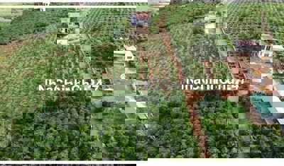 Giảm Sập Sàn Lô Đất Đẹp, Nông Sản Sẵn , Chính Chủ