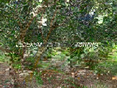 🌿 CHÍNH CHỦ CẦN BÁN ĐẤT VƯỜN KHU DÂN CƯ – ĐƯỜNG XÓM HUẾ, TRỊ AN, VĨNH