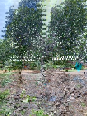 chín chủ gửi lo đất mặt tiền nhựa nhị bình dt (4x17 )