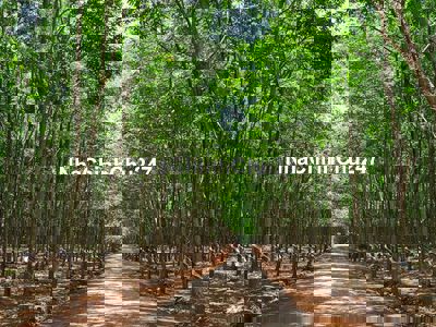 Chính chủ bán đất cách QL 20 1km, sát ngay KDL TROPICAL GLAMPING