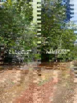 Chính chủ cần bán 40000m2 đất cao su tại xã Minh Thạnh, Dầu Tiếng