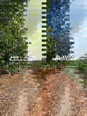 Chủ muốn ra nhanh 4 mẫu cao su Minh Thạnh, Dầu Tiếng, sổ sẵn