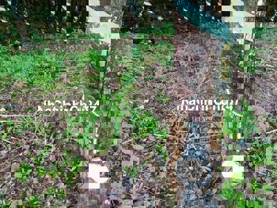 Chủ bán gấp 7.5 mẫu đất tại xã phú riềng, full cao su