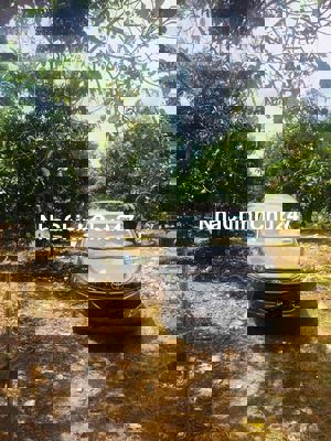 Chính chủ cần bán 2 lô đất trồng cây lâu năm gần hồ Trị an -La ngà -