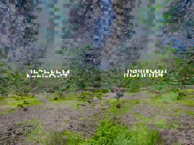 Bán đất rẫy chính chủ 2.2 hecta sẵn sầu riêng điều cây ăn trái