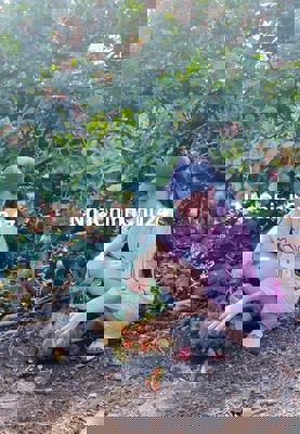 Chính chủ cần bán gấp vườn mít đang thu hoạch tại Phú Túc – Định Quán