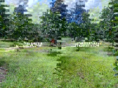 ông bà chủ gửi bán gấp lô đất vườn mít 4000m2  giá 320tr