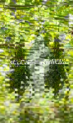 Chính chủ bán 2 lô liền kề MT Kinh Dương Vương