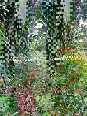 Chính chủ bán bất ở Lộc An, Huyện Bảo Lâm, tỉnh Lâm Đồng