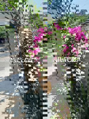 Chủ gởi bán nhà đổ lửng kiệt Nguyễn Duy NHS, TPĐN