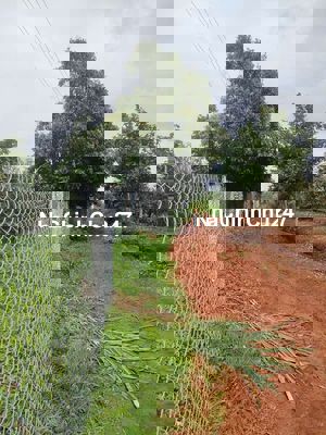 Chủ Cần Bán Về Quê 1.8ha Full Sầu Riêng Cư Né Krong Buk