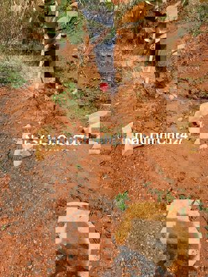 đất trông cây lâu năm, chính chủ