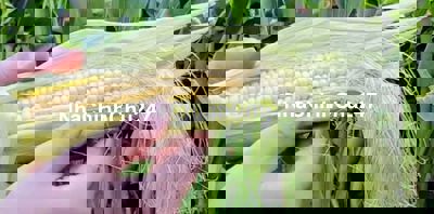 Chính chủ ở xa bán đất người ở gần