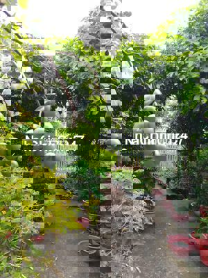 Nhà vườn chính chủ, sổ đỏ, khu dân cư hiện hữu.