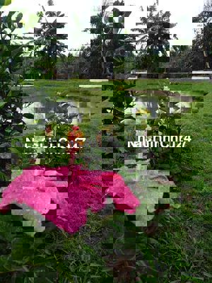 Chủ cắt lổ sâu lô đất full thổ cư 78m2/150 triệu tại Bảo Lộc