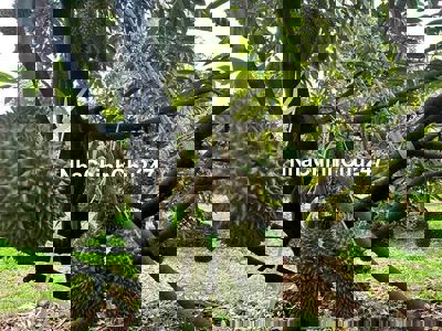 CHỦ GỬI BÁN VƯỜN GẦN 3500M2 SẦU RIÊNG ĐANG THU HOẠCH 650tr THẬT100%