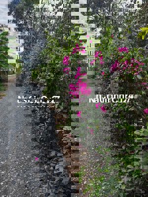 Chính chủ cần bán gấp nhà Long An