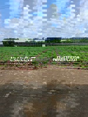 Chủ Ngộp 5x50x100 An linh , Phú giáo  ( giá 500trieu)