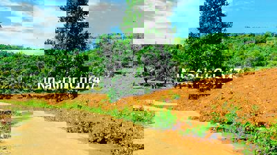 Chính chủ bán đất ở sổ hồng riêng diện tích 1000m2 tại Đắk Nông