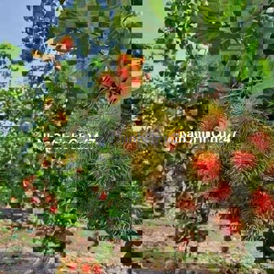 Cần bán lô đất vườn trái cây giá rẻ chính chủ Tại Túc Trưng