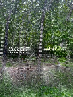 Chủ cần bán gấp lô đất hơn 1 mẫu tại minh thạnh Dầu Tiếng