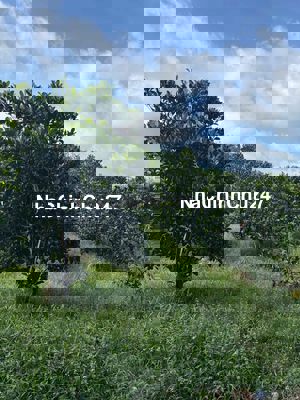 Chính chủ kẹt tiền bán gấp 9000m2 vườn mít