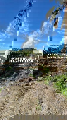 Đất QL1A Hàm Thuận Nam Ngộp bank chính chủ cần bán