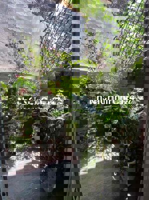 CHÍNH CHỦ NHỜ BÁN CĂN HOÀNG HOA THÁM -  NHÀ DÂN XÂY CỰC ĐẸP CHẮC CHẮN