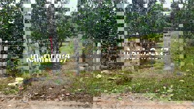 Chính chủ bán đất sổ đỏ 246 m ' gần cầu Máng, Mỹ Đức