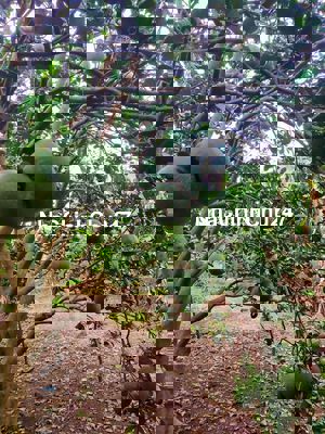 Chính chủ bán đất mặt tiền đường nhựa Xuân Hiệp - Lang Minh