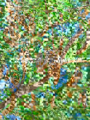 Bán Gấp Lô Đất Vườn Trái Cây Chính Chủ Tại Đồng Nai