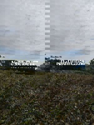 Chính chủ bán đất CLN Hòa Phú