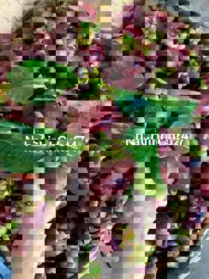 chủ ngộp cần bán gấp mãnh vườn cây ăn trái