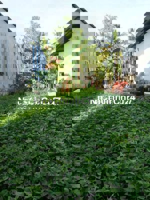 Đất chính chủ, không qua trung gian