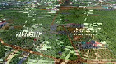 Chính chủ bán 130m² 72m ONT gần sân bay Liên Khương chỉ 499 triệu