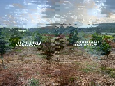 CHÍNH CHỦ KẸT TIỀN BÁN GẤP VƯỜN TRÁI CÂY 1000M2 GIÁ 250 TRIỆU