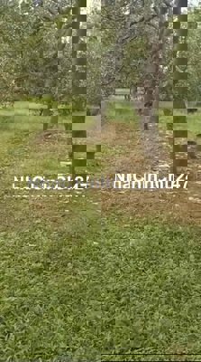 chủ kẹt tiền bán gấp 2,6sào vườn điều Long Tân - Đồng Nai