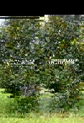 Chủ cần sang nhượng lại lô đất đang trồng và thu hoạch sầu.